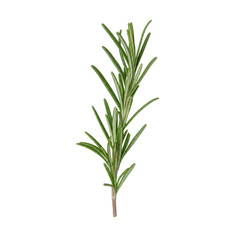 Obraz premium Single fresh green rosemary sprig with slender leaves is captured in a bright studio shot