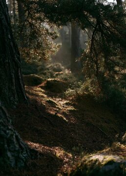 Photograph of a forest scene. the sunlight is shining through the trees, creating a dappled effect on the ground. the trees are tall and slender, with green needles covering their branches.