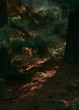Photograph of a forest scene. the sunlight is shining through the trees, creating a warm glow on the ground. the trees are tall and slender, with their trunks reaching up towards the sky.
