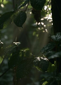 Close-up of a branch of a tree with green leaves. the leaves are covered in water droplets, indicating that it has recently rained.