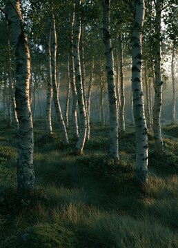 Photograph of a group of birch trees in a forest. the trees are tall and slender, with white bark that stands out against the green foliage.