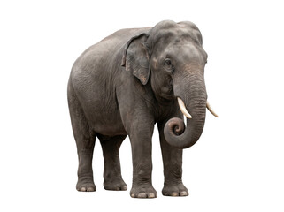 Obraz premium Isolated adult African elephant standing on white background with tusks and wrinkled gray skin