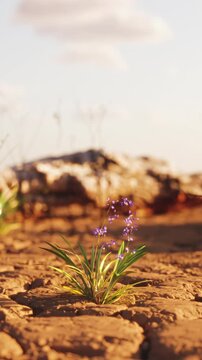 Life adaptation concept, green plant with purple blossoms emerging from cracked earth. 3d animation.