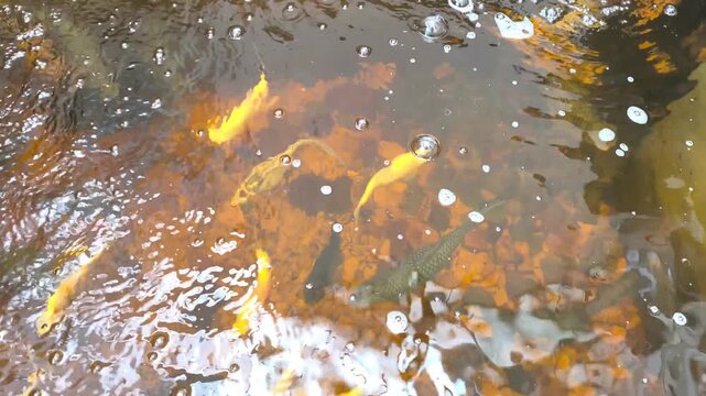 The water in the fish pond was rippling with bubbles on the surface, accompanied by various types of fish swimming in the murky water. 4k 60fps pet video.
