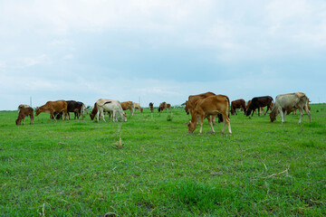 Naklejka premium Buffalo grazing in a flooded rice field during the monsoon season.