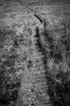 A winding dirt path through a grassy meadow