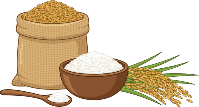 Organic rice crop harvest vector illustration featuring raw paddy grains in a burlap sack white rice in a wooden bowl spoon and ears of wheat