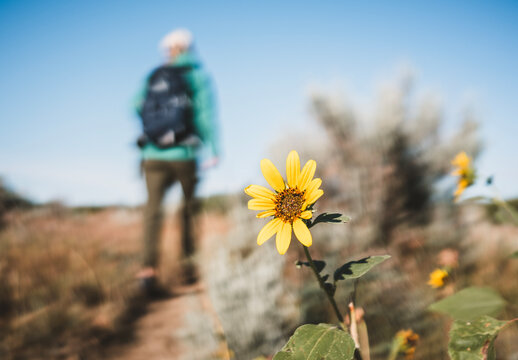 Hiker walks away on trail with wildflower focus