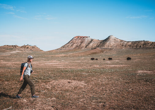 Woman hiking across badlands with wild bison herd