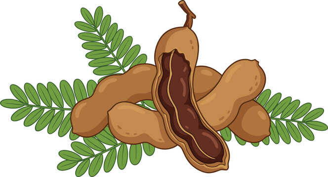 Fresh organic tamarind pods vector illustration featuring a group of brown shells with one cracked open showing pulp and green leaves isolated on white background