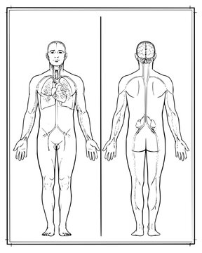 Detailed anatomical line drawing of the male human body featuring front and rear views with visible internal organs including heart lungs and nervous system for medical study