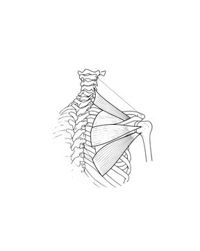 Detailed anatomical line drawing of the human upper torso showing the cervical spine, ribs, and shoulder muscles for musculoskeletal analysis and medical education