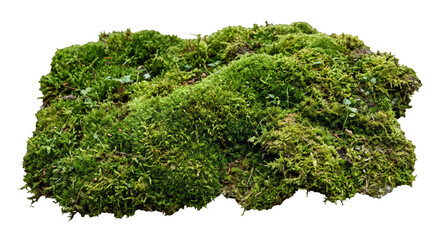 Lush green moss covering a piece of bark with tiny plants growing © Sapphire