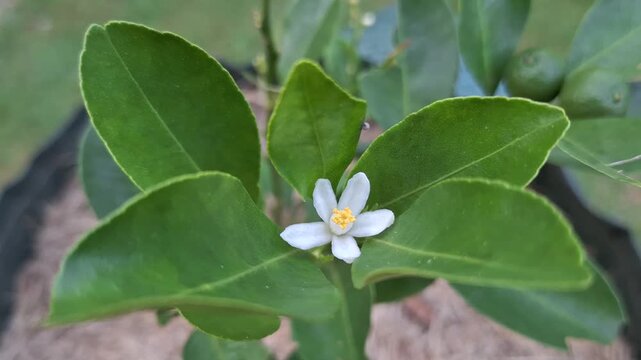 Blooming White Calamansi Flower Citrus Microcarpa with Yellow Pollen Surrounded by Green Leaves in Garden for Agriculture and Botany Concept