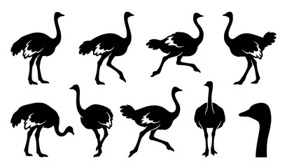 Obraz premium Ostrich Silhouette Vector Collection with Various Running Walking and Standing Bird Poses for Wildlife Logos African Safari Theme Graphics and Signs