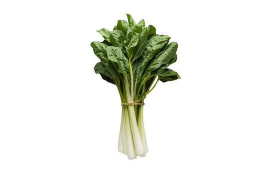 Fresh green swiss chard bunch with transparent background