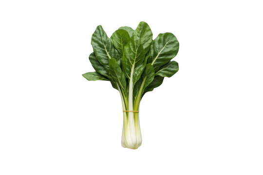 Fresh swiss chard bunch with green leaves