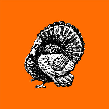 Thanksgiving sketch turkey, vintage engraved linework. Holiday branding, farm packaging, autumn posters, restaurant menus. Vector hand drawn illustration.