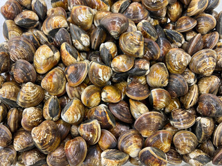 A close-up overhead view of fresh clams piled together, covering the entire frame. © musa