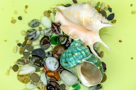 Conchiglie con ciottoli di mare