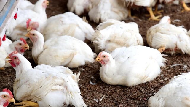 4k footage of a group of white chickens gathered inside a poultry farm. The chickens are resting, standing, and moving around on the ground, creating a natural scene of poultry farming.