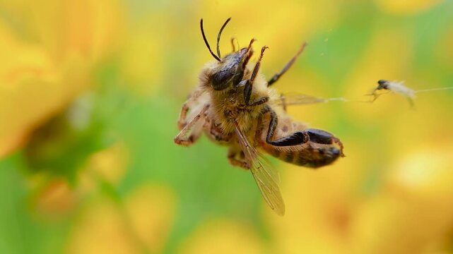한국,곤충,거미,꿀벌,Korea, Insect, Spider, Honey bee