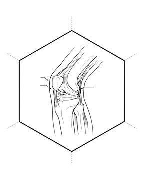 Scientific line drawing of a human knee joint lateral view showing patella and ligaments within a hexagonal frame for medical education and anatomical study