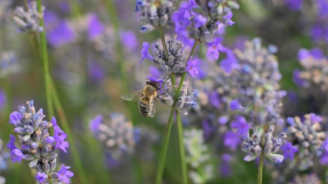 Honey Bee Collecting Pollen from Blooming Lavender Flowers. Pollination and Summer Nature. 4K.  Detailed close-up footage showing natural pollination.