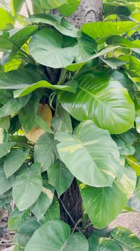 Golden pothos plant climbing a tree trunk
