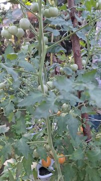 Lush Cherry Tomato Plant Solanum Lycopersicum with Ripening Red and Green Fruits Growing in Organic Garden for World Food Day