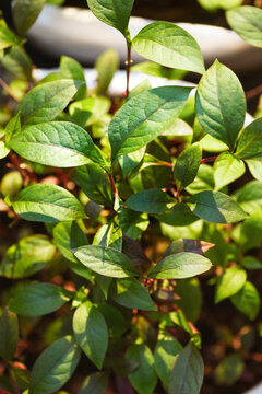 Brazilian joyweed (Alternanthera brasiliana) growing naturally with vibrant green foliage. Tropical medicinal herb rich in antioxidants, suitable for herbal, botanical, gardening and health concepts.