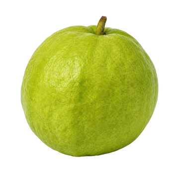 Single fresh green guava fruit with a small stem, captured with bright studio lighting