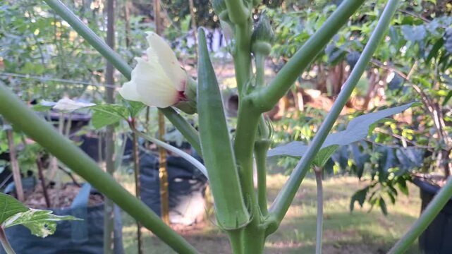 Fresh Green Okra Pod Abelmoschus Esculentus and Blooming Flower Growing on Plant in Garden for World Food Day and Healthy Nutrition