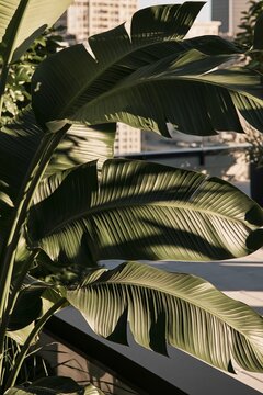 Closeup of banana palm leaves with urban skyline in background, dappled light creating texture on green foliage in a rooftop setting