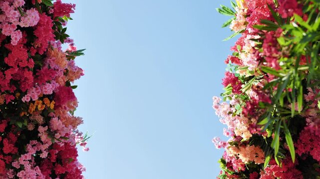 Colorful blooming flowers framing bright blue sky with copy space, summer floral background