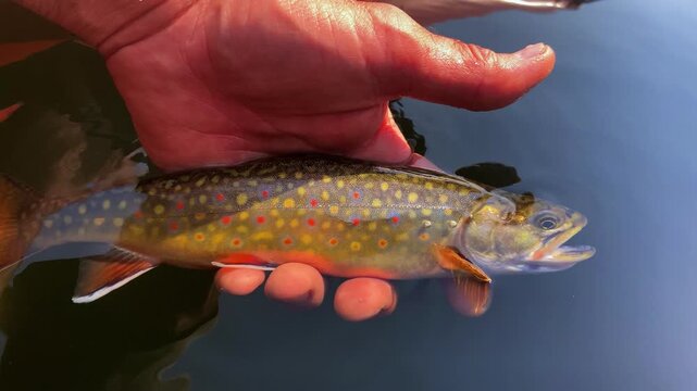 Wild brook trout is released by a fly fisherman after being caught in Miner Lake, Montana, within Beaverhead-Deerlodge National Forest.