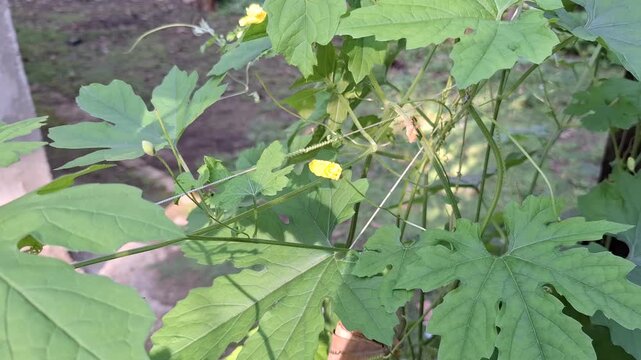 Lush Bitter Melon Vine Momordica Charantia with Green Leaves and Yellow Flower Growing in Garden for World Food Day and Sustainable Agriculture