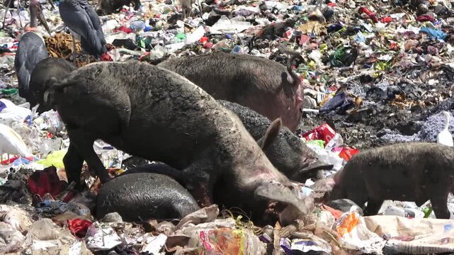 A massive mountain of rubbish at Dandora dumpsite as shovels and heavy trucks unload incoming waste. Exposes the industrial scale of East Africa's urban garbage crisis and land pollution.