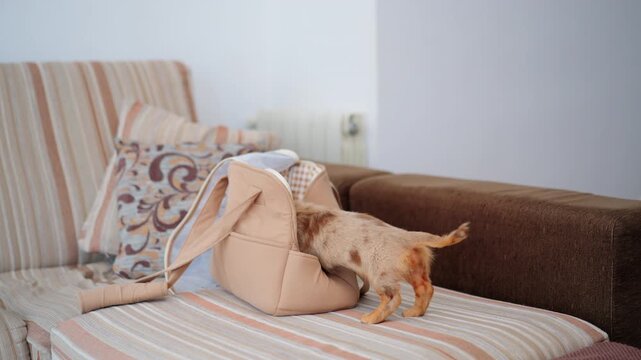 Dachshund puppy on the sofa, getting into an open pet travel bag, preparing for a comfortable trip or transport.
