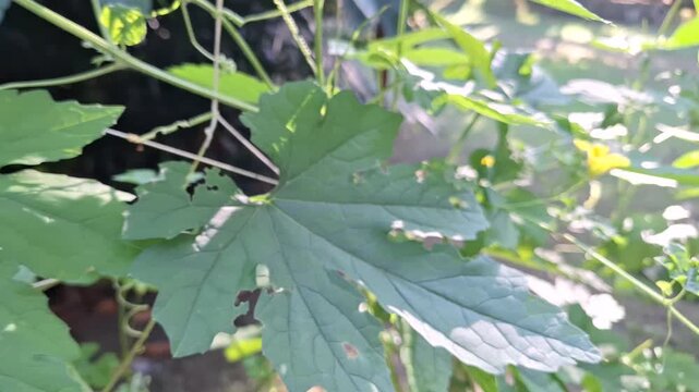 Bitter Melon Vine Momordica Charantia with Tendrils and Green Lobed Leaves Growing in Garden for World Food Day and Sustainable Farming