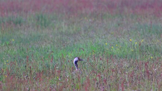 A common crane (Grus Grus) sitss in a meadow in the Netherlands. The bird has grey plumage with a black neck and red crown. Low grasses and small purple flowers cover the ground.