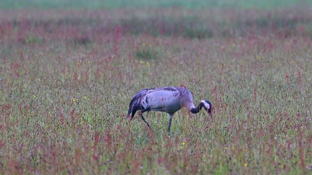A common crane (Grus Grus) walks through a meadow in the Netherlands. The bird has grey plumage with a black neck and red crown. Low grasses and small purple flowers cover the ground.
