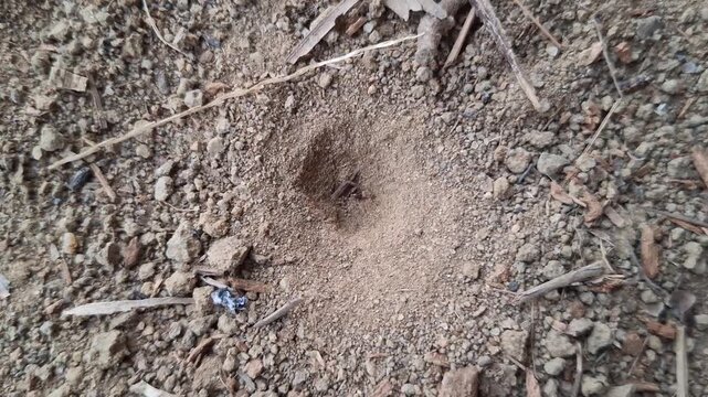 Antlion Larva Myrmeleontidae Catching Prey Ant in Sand Pit Trap in Dry Soil for Ecology and Predation Concept