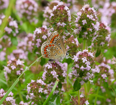 macro of a female polyommatus icarus the common blue butterfly on thymus 