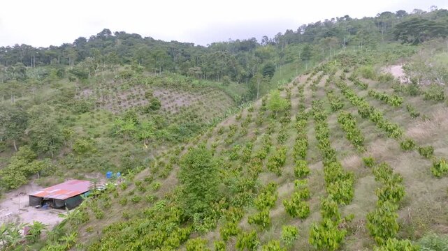 Young cacao trees line steep green hillsides as a drone glides along a muddy farm road under overcast skies.