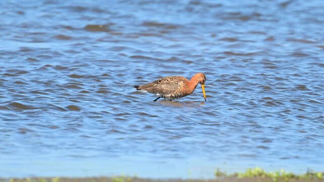 A Black-tailed godwit (Limosa Limosa) wades through shallow blue water. The bird probes the submerged sand with its long, thin bill while searching for food.