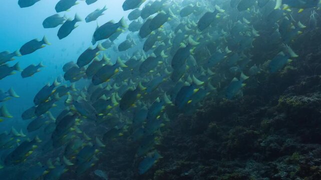 Underwater shot of huge school of fish swimming down a deep tropical reef in Peleliu, Palau
