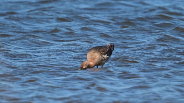 A Black-tailed godwit (Limosa Limosa) wades through shallow blue water. The bird probes the submerged sand with its long, thin bill while searching for food.