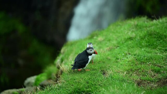 Atlantic Puffins Resting on the Grass in Mykines, Faroe Islands