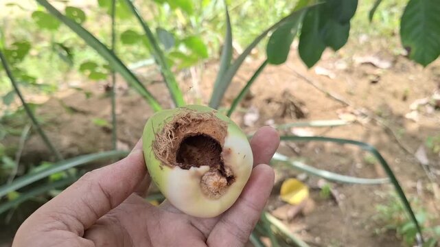Farmer Hand Holding Damaged Young Green Coconut Cocos Nucifera with Pest Hole on Husk in Tropical Garden for Agriculture